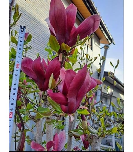 Amazon.co.jp: ガールマグノリア：アン6号ポット[4月開花 小型でよく